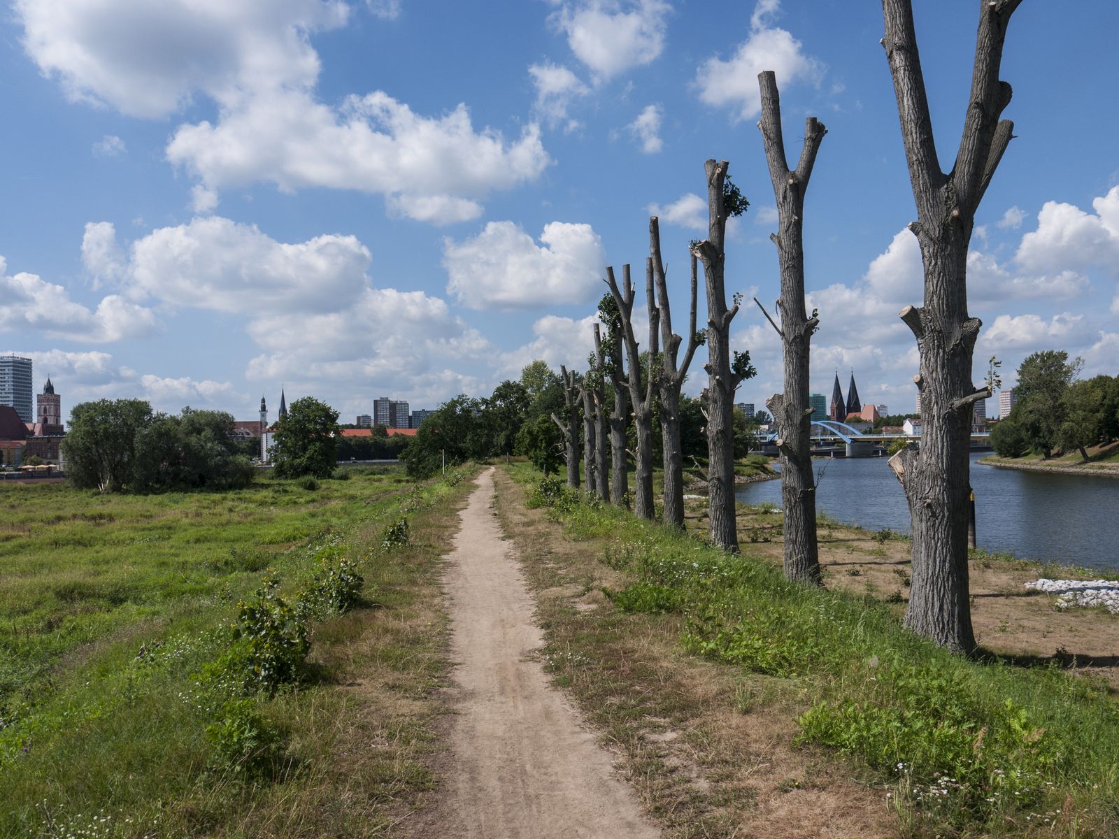 Frankfurt-Baumreihe-Stadtblick