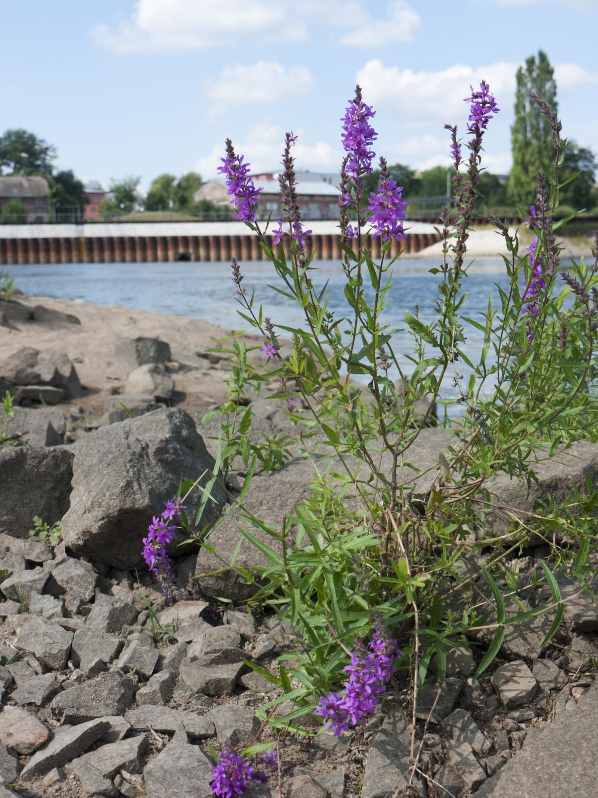 Frankfurt-Mole-Fluss
