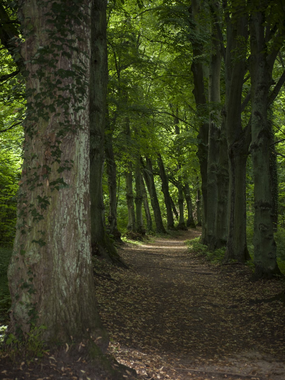 Gransee-Wald