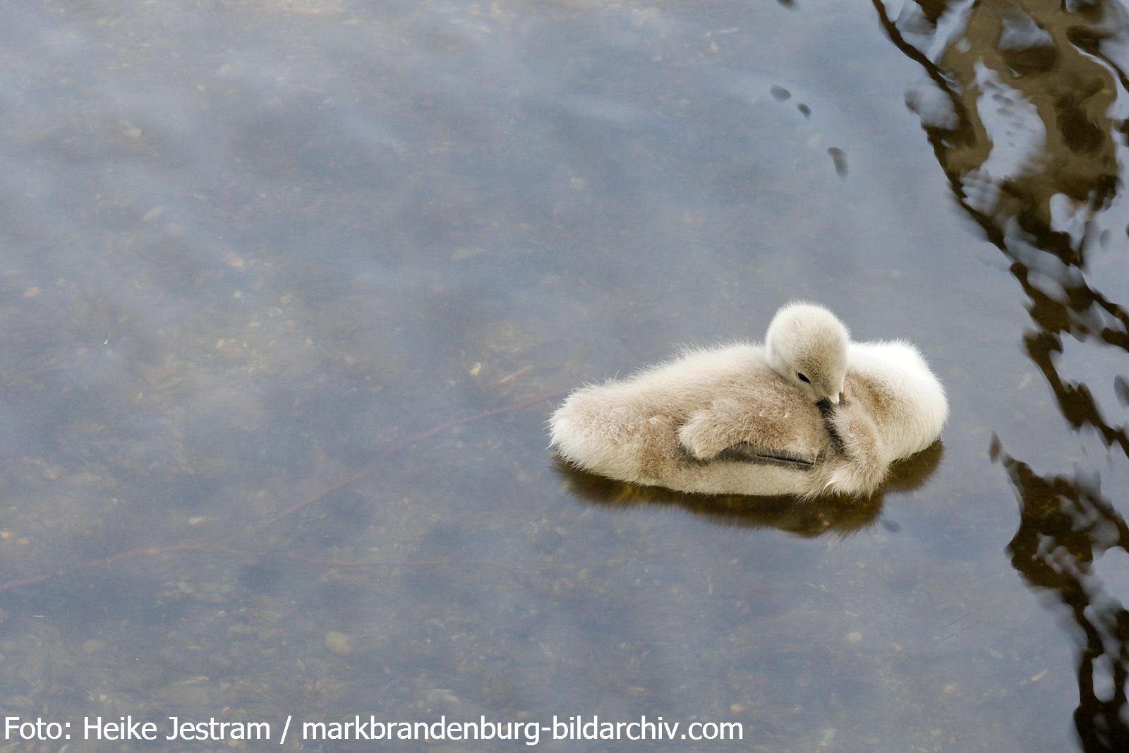 Schwanenküken auf dem Peetzsee