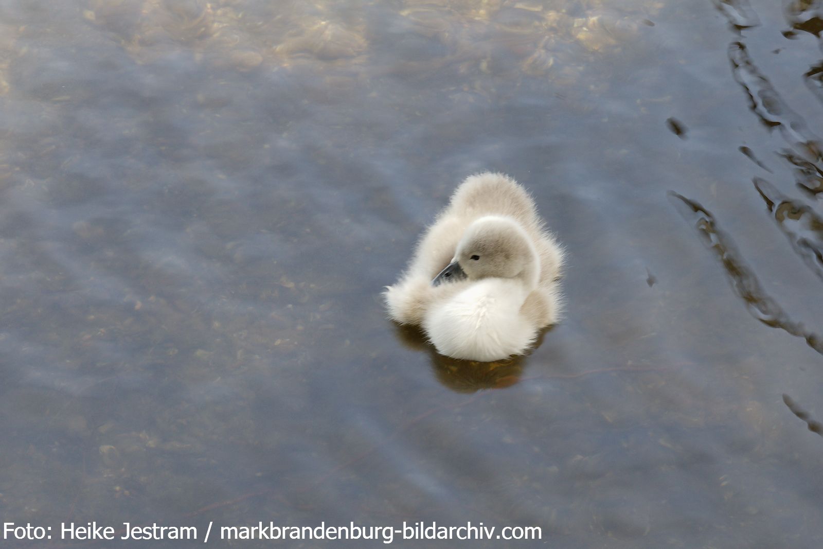 Schwanenküken auf dem Peetzsee
