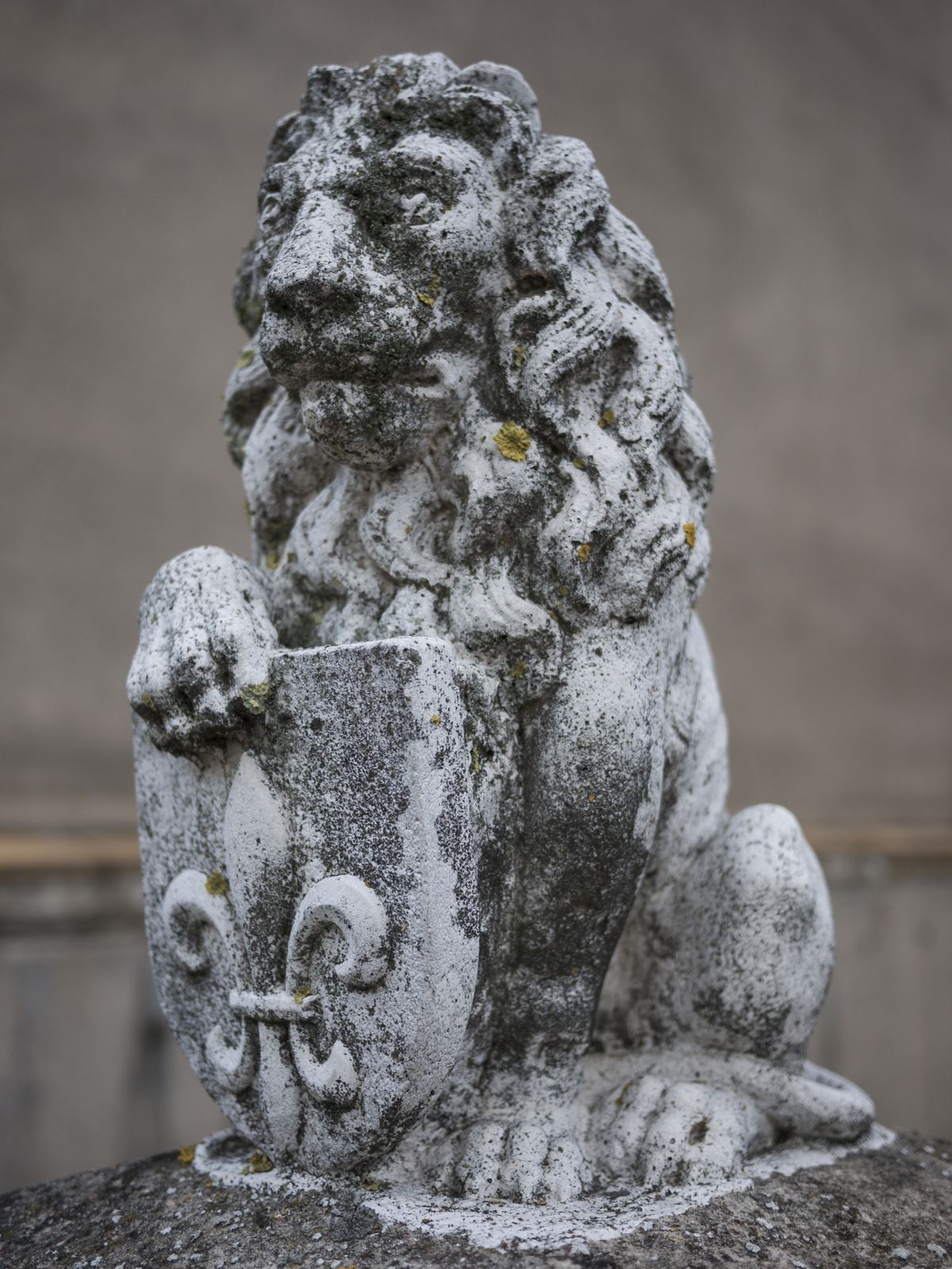 Garz-Loewe-wappenhaltend