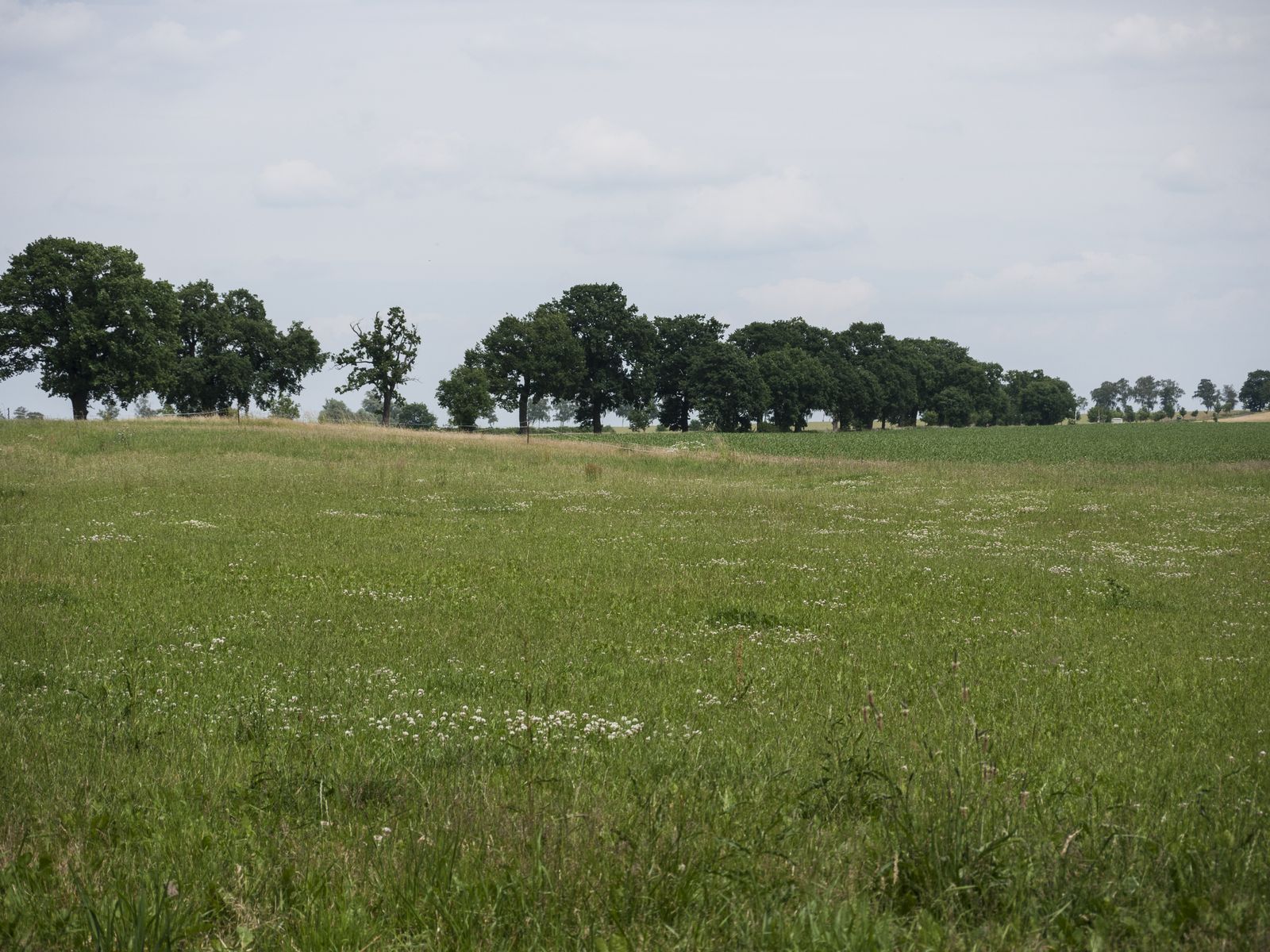 Gnewikow-Huegel-Wiese