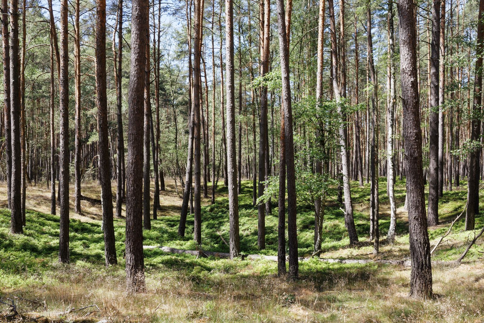 Im Wald zwischen Bad Wilsnack und Plattenburg
