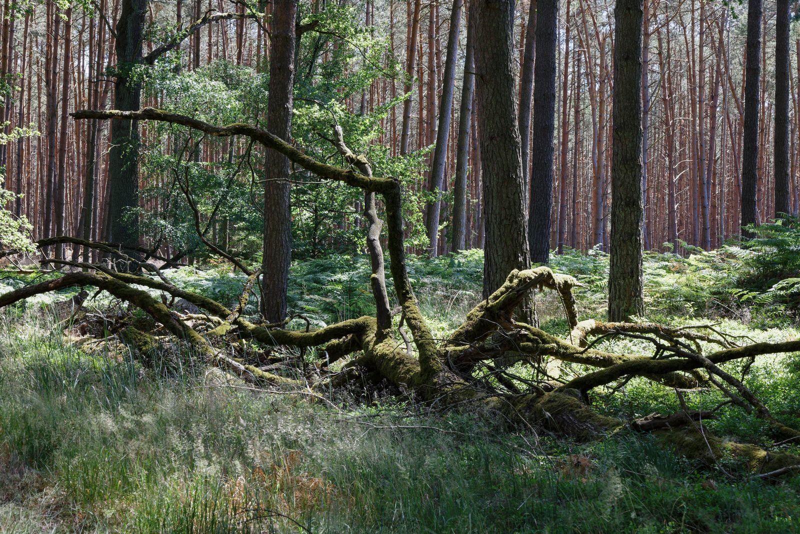 Im Wald zwischen Bad Wilsnack und Plattenburg