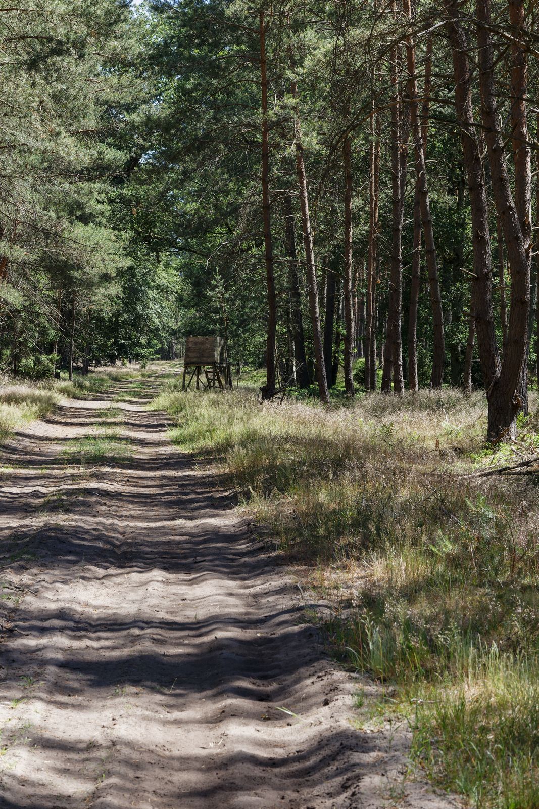 Im Wald zwischen Bad Wilsnack und Plattenburg