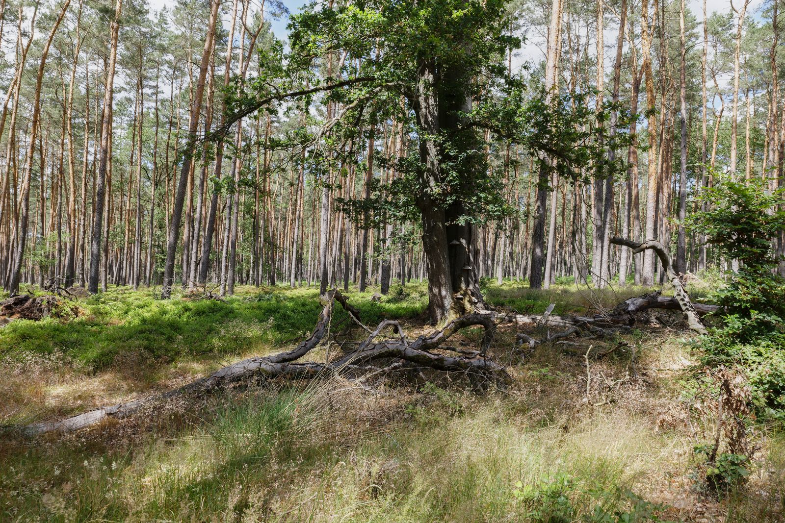 Im Wald zwischen Bad Wilsnack und Plattenburg