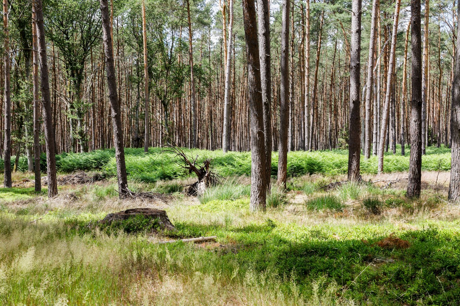 Im Wald zwischen Bad Wilsnack und Plattenburg