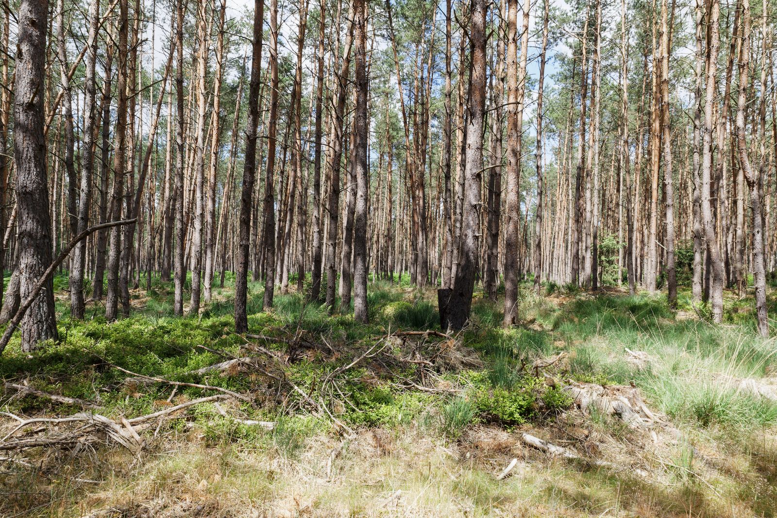 Im Wald zwischen Bad Wilsnack und Plattenburg