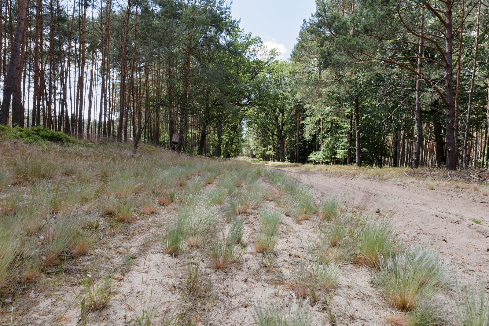 Im Wald zwischen Bad Wilsnack und Plattenburg