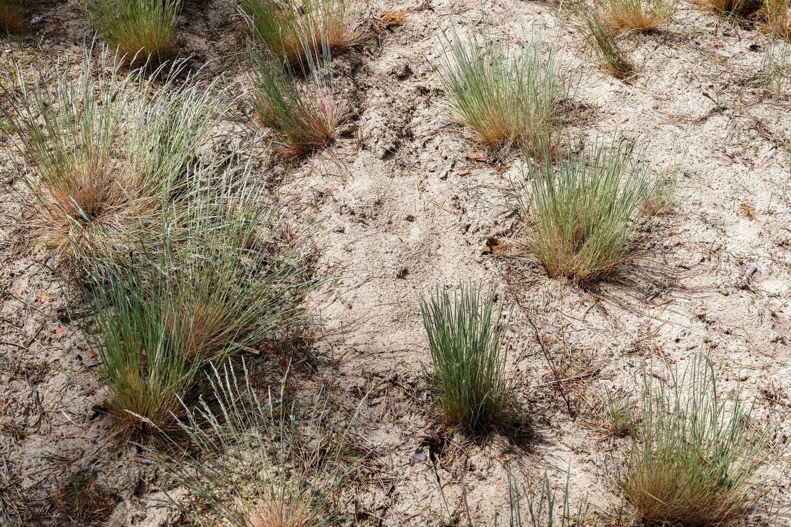 Im Wald zwischen Bad Wilsnack und Plattenburg