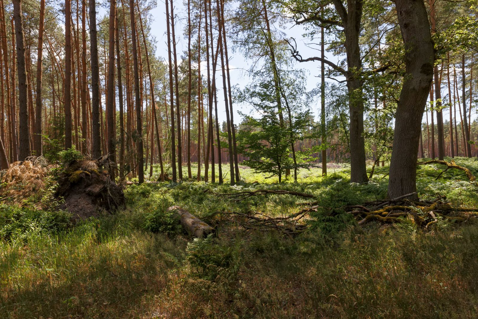 Im Wald zwischen Bad Wilsnack und Plattenburg
