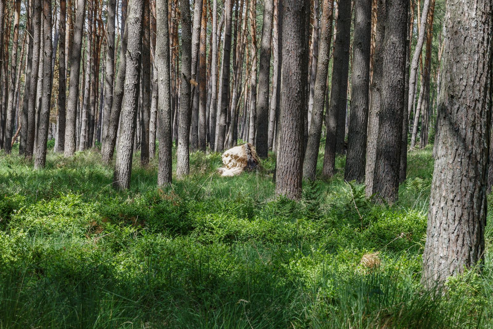 Im Wald zwischen Bad Wilsnack und Plattenburg