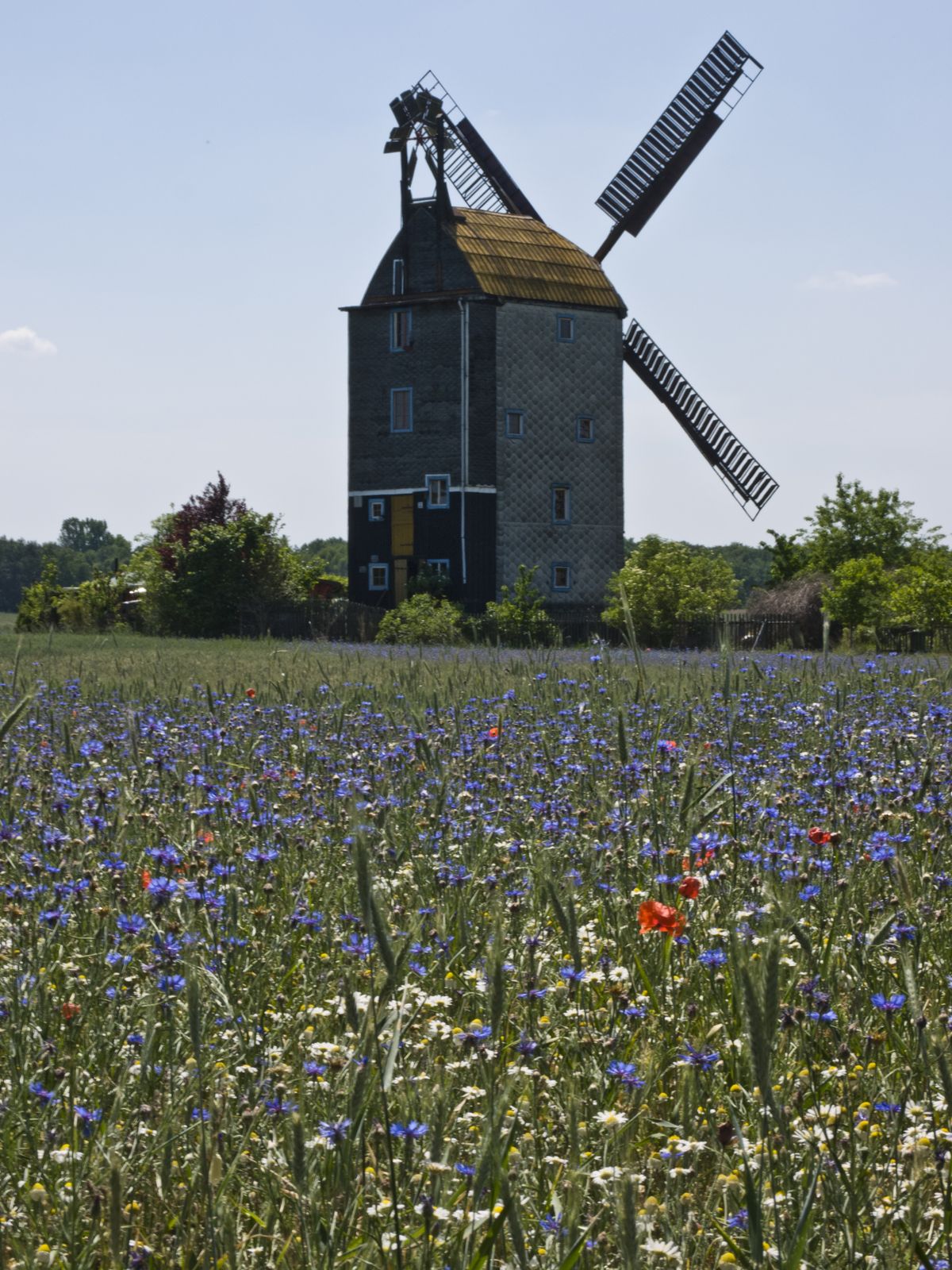 Bockwindmuehle-Saalow-Wiese