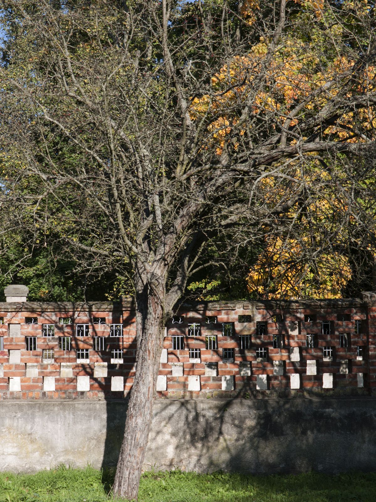 Lichterfelde-Schlossparkbaum