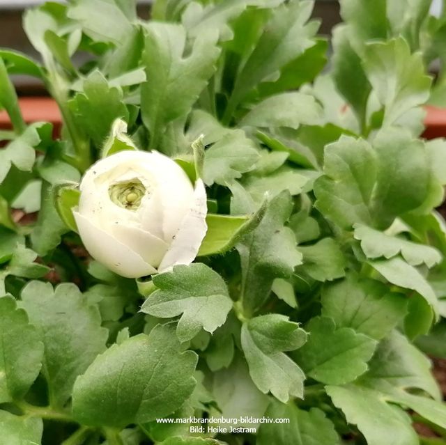 Weiße Ranunkel (Hahnenfußgewächs)