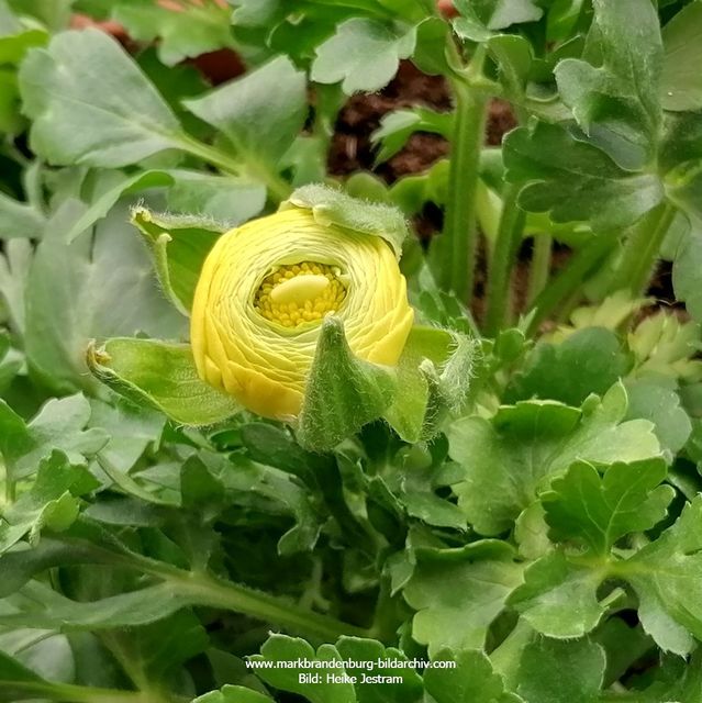 Gelbe Ranunkel (Hahnenfußgewächs)