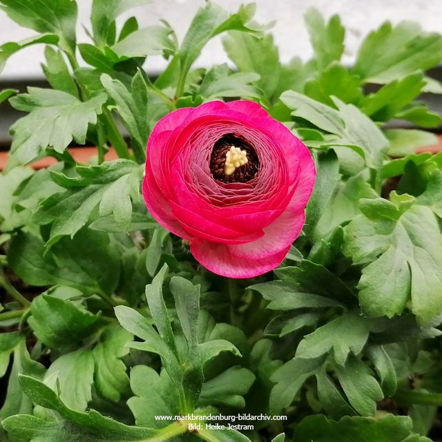 Rote Ranunkel (Hahnenfußgewächs)