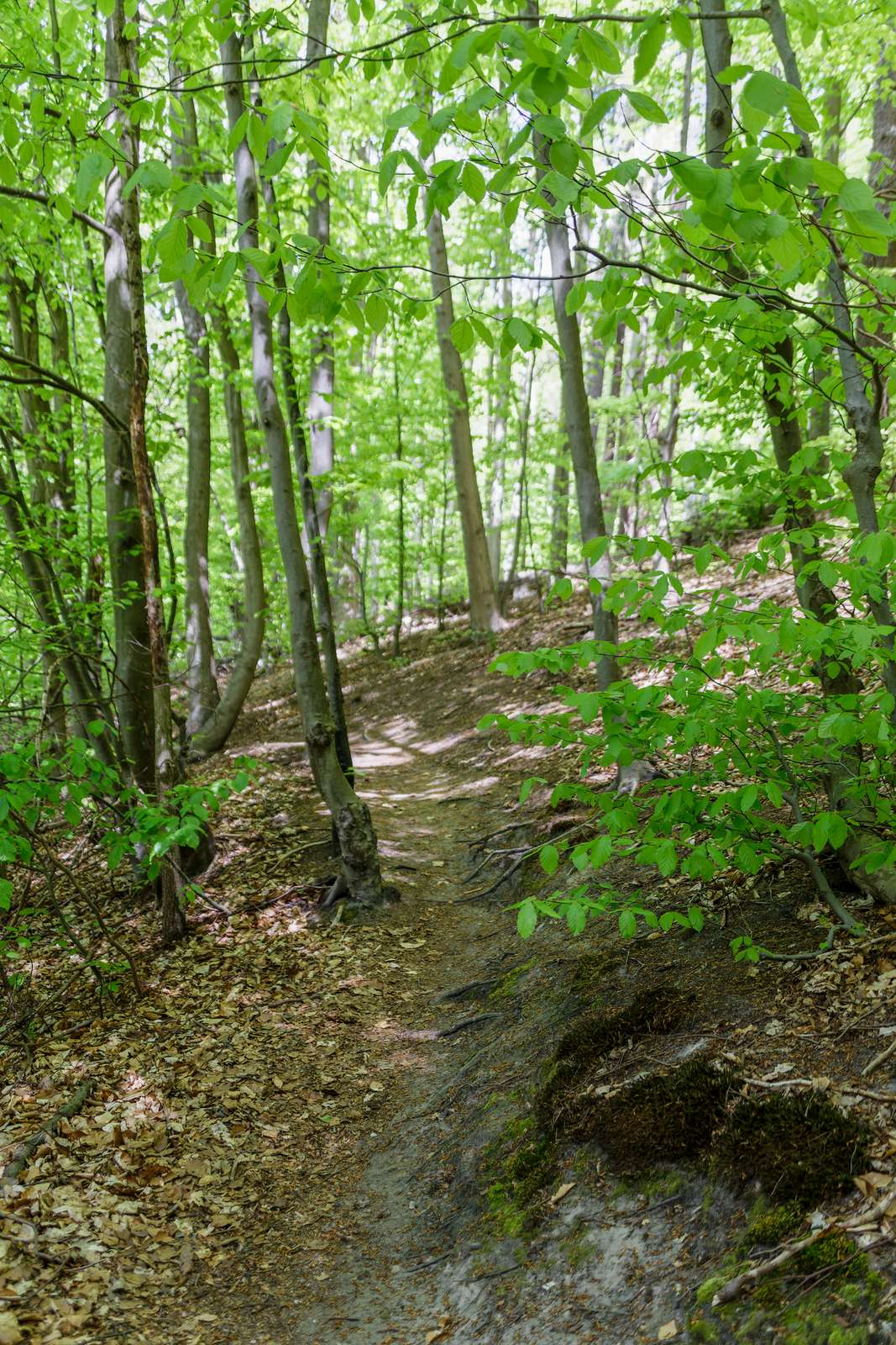 Baasee-Waldweg
