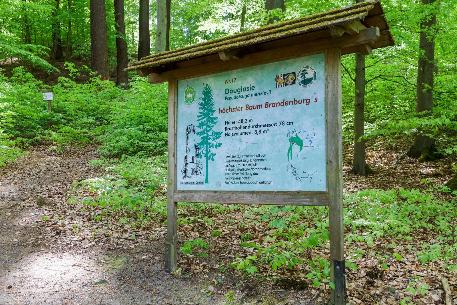 Baasee-Höchster Baum Brandenburgs