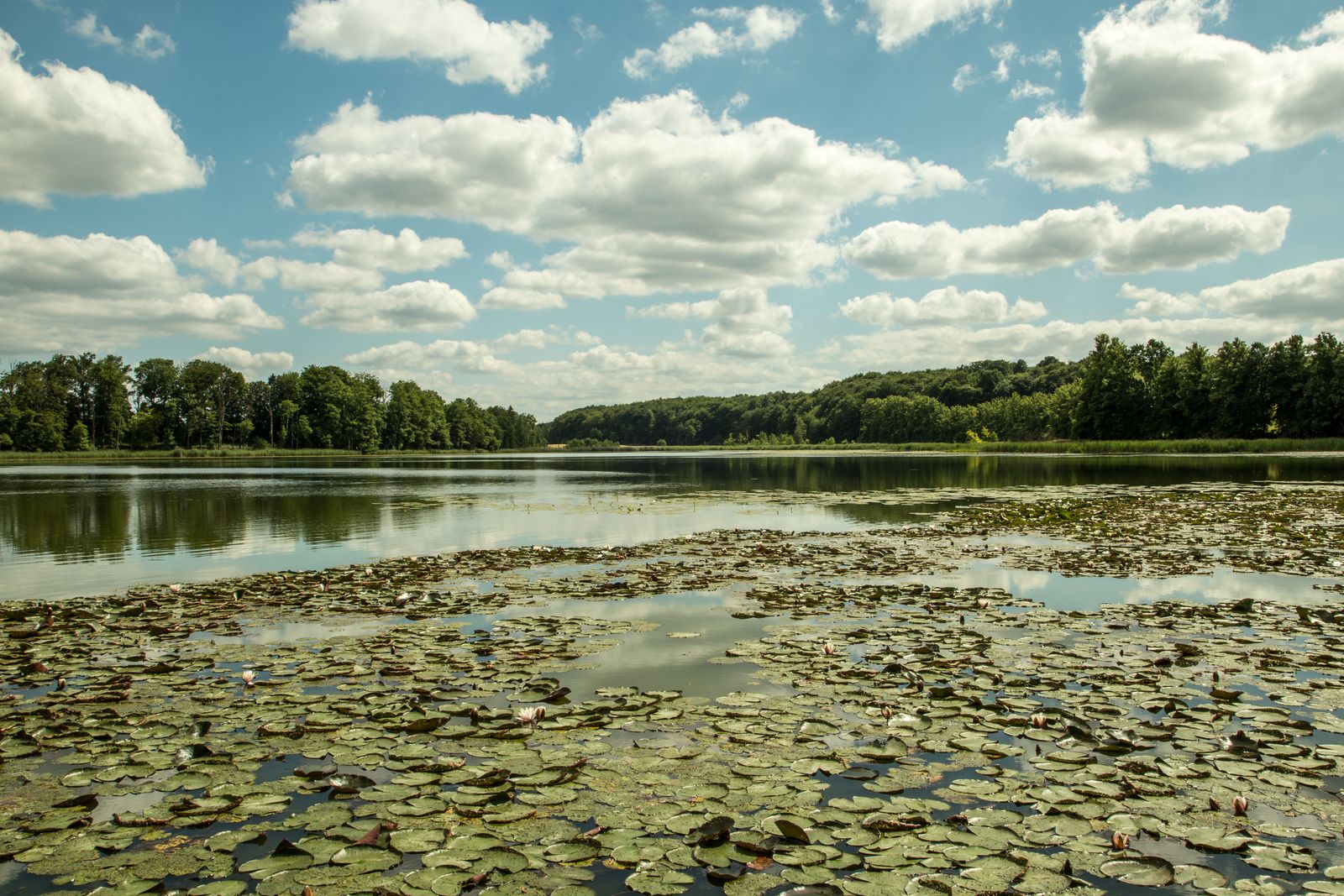 Densowsee-Seerosen