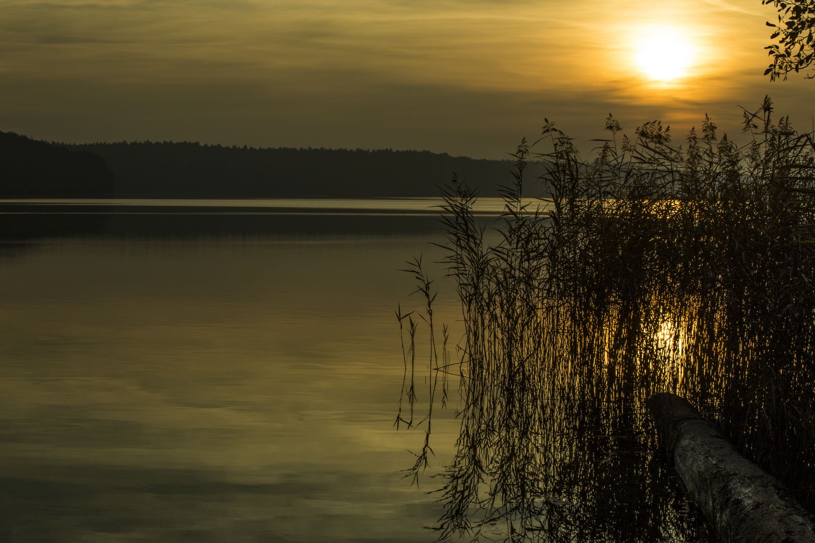 Stechlinsee herbst 02