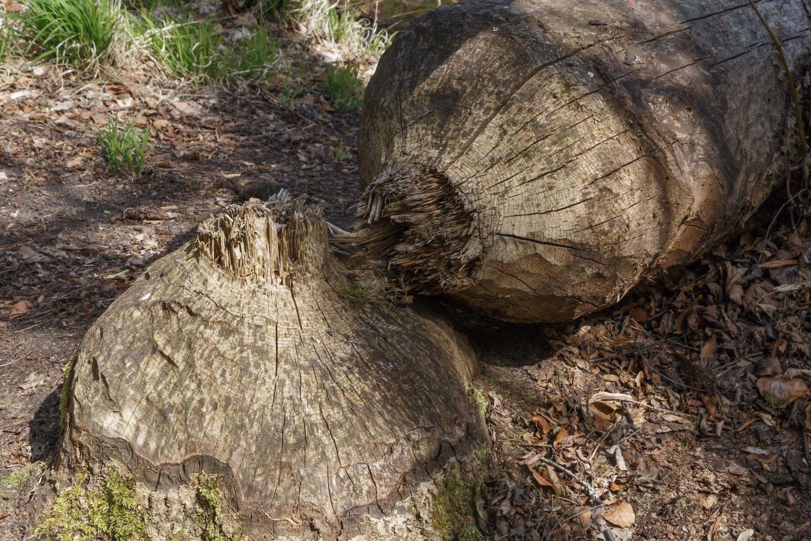 Großer Tornowsee-Biberschaden