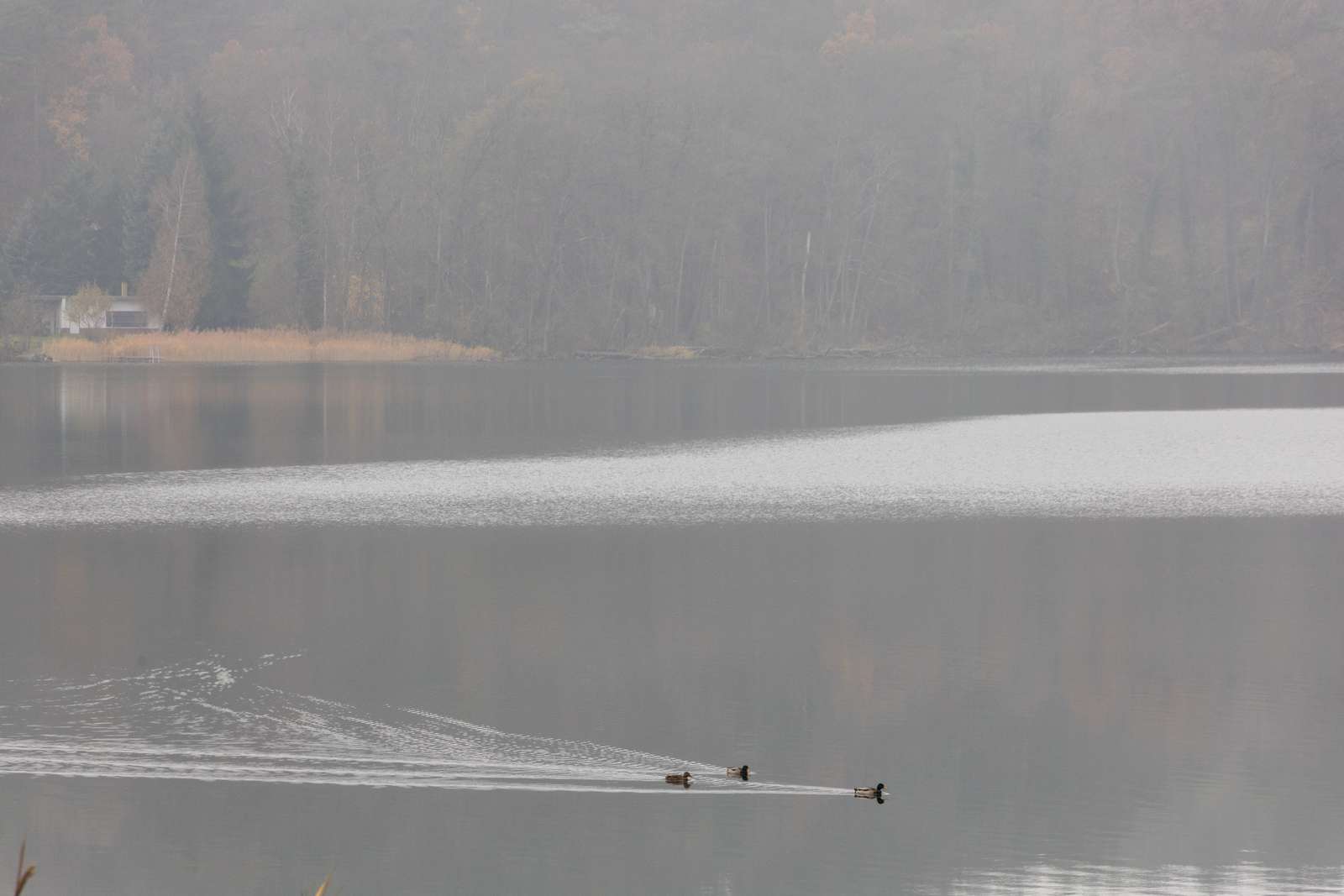 Buckow-Schermützelsee im November