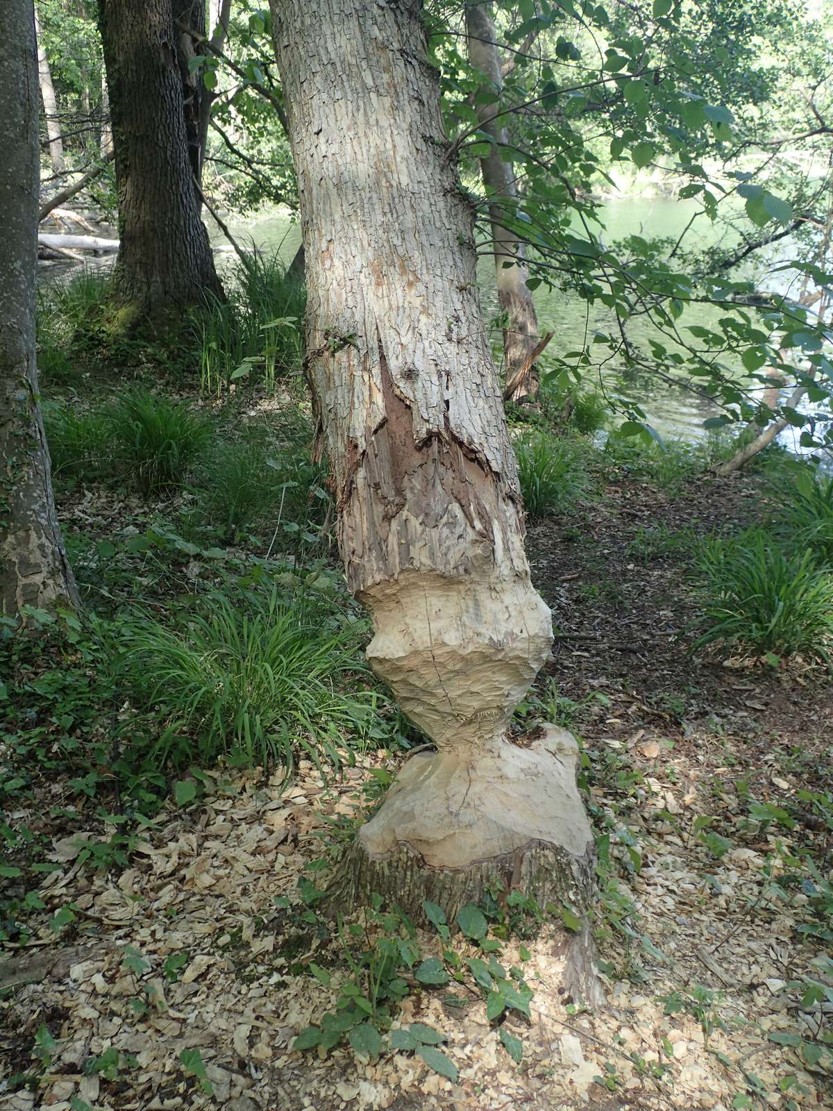 Buckow-Am Schermützelsee-Werk des Bibers