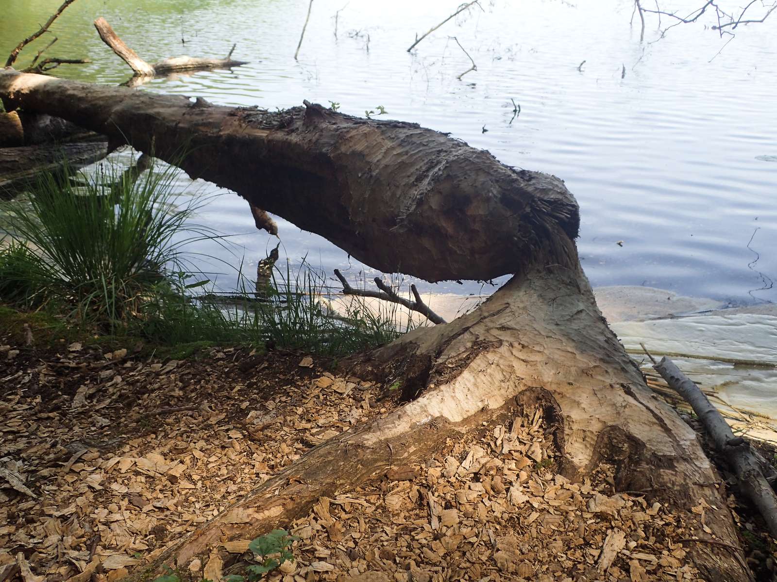 Buckow-Am Schermützelsee-Werk des Bibers