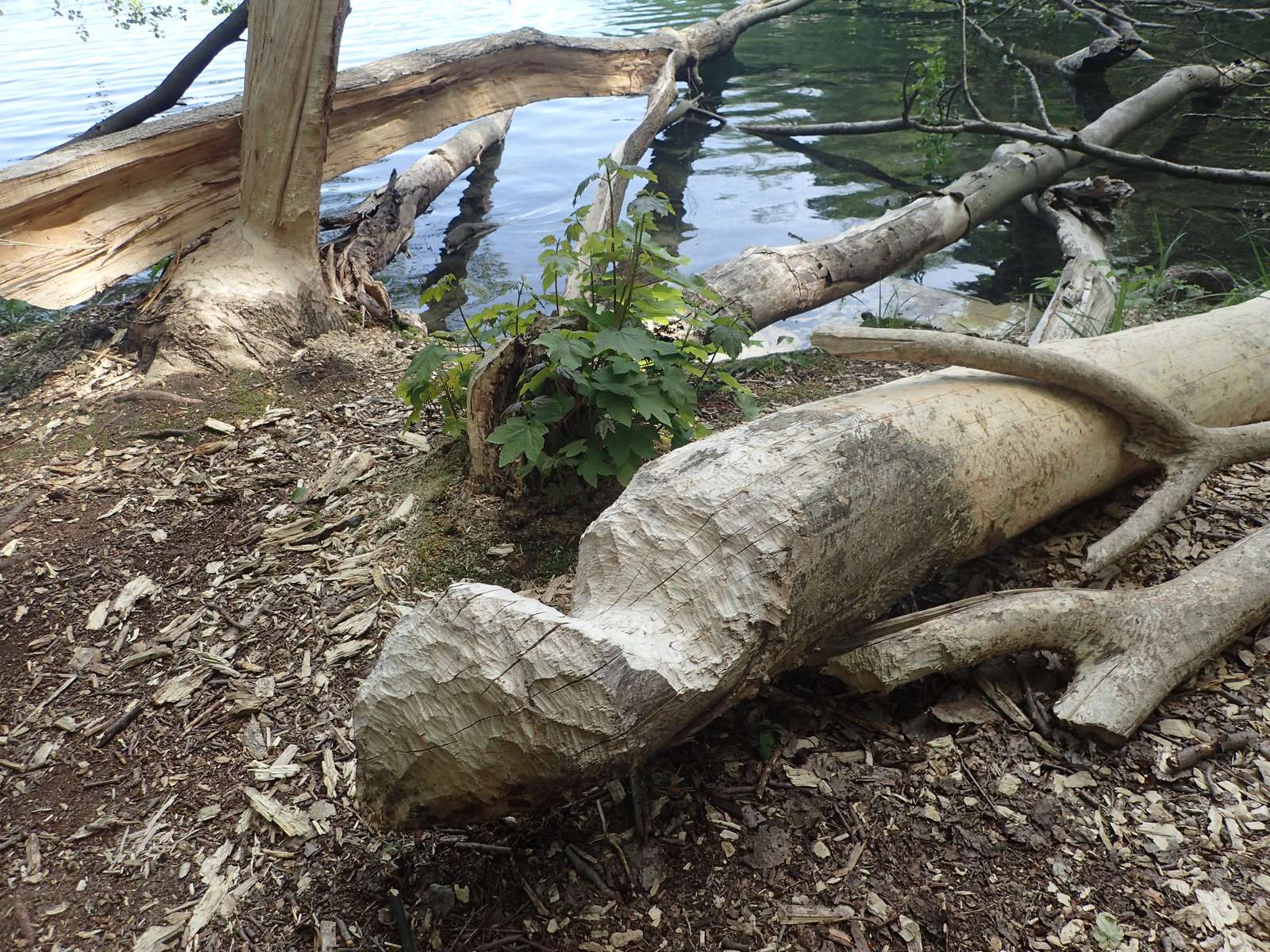 Buckow-Am Schermützelsee-Werk des Bibers