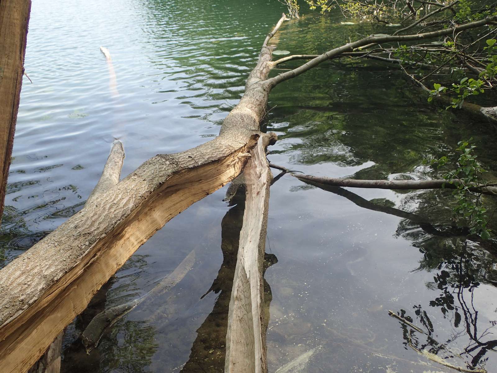 Buckow-Am Schermützelsee-Werk des Bibers