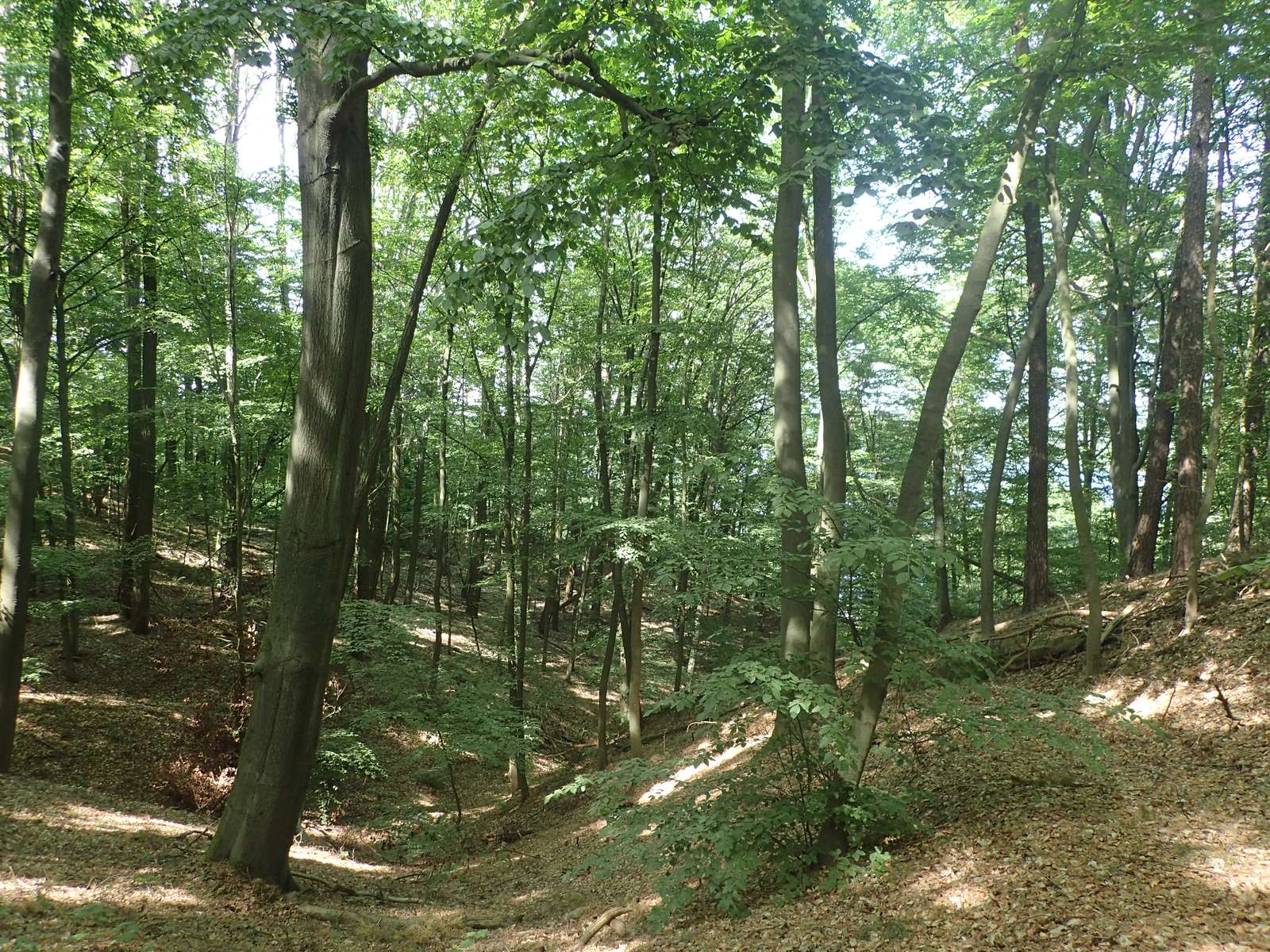 Buckow-Am Schermützelsee-Schlucht